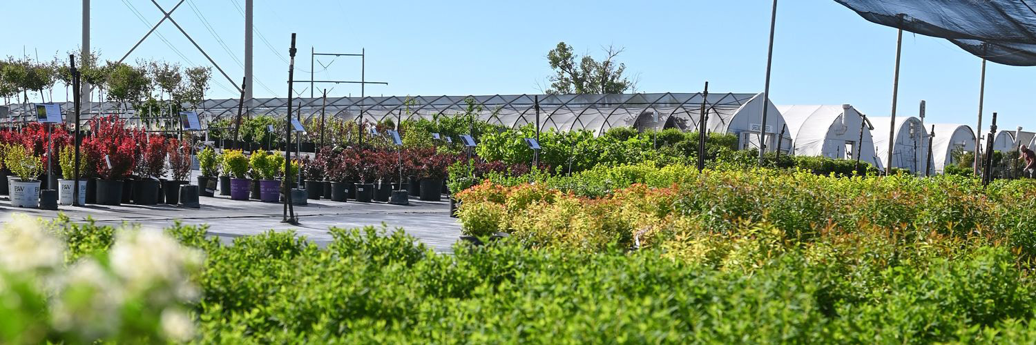 Proizvodnja i prodaja sadnica