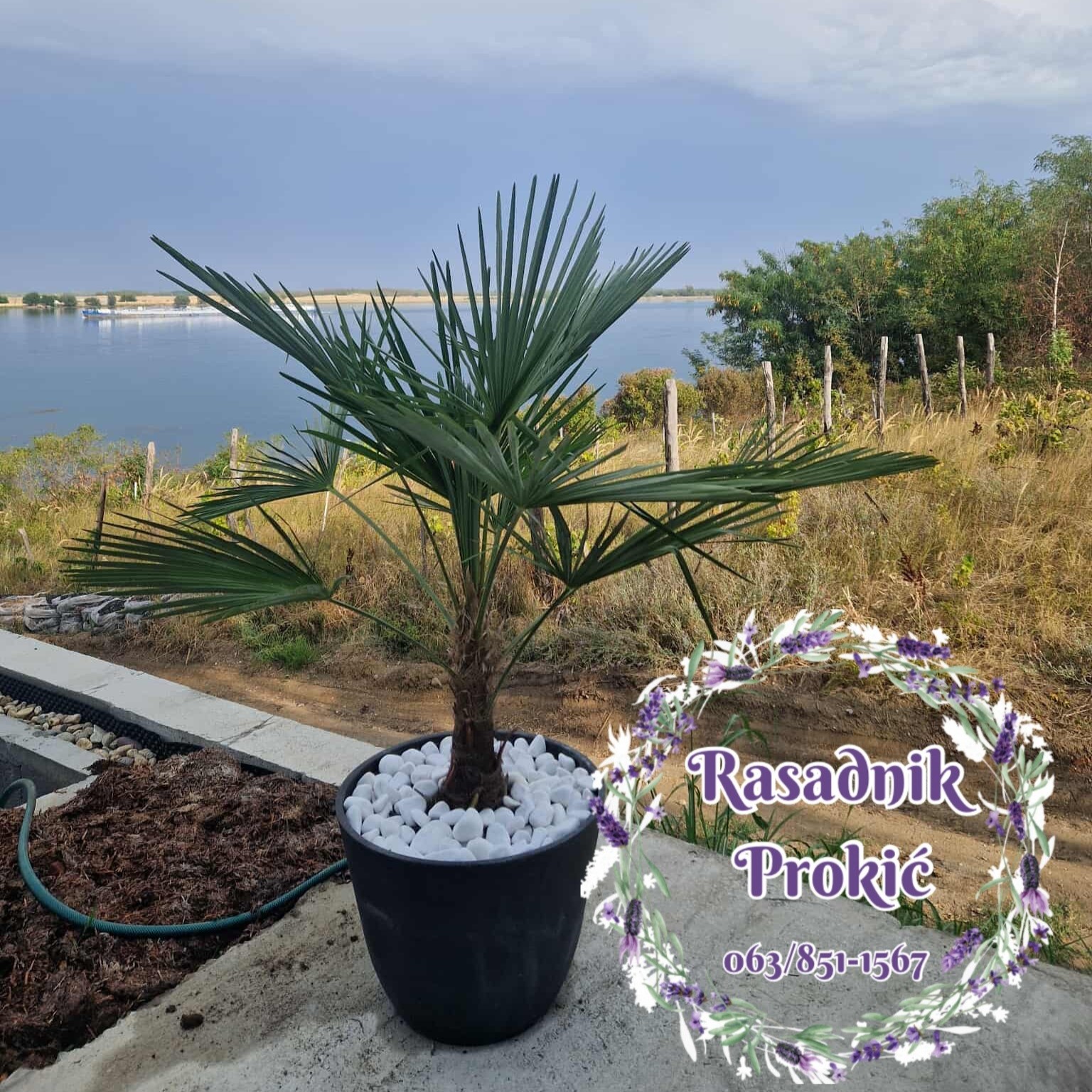 Rasadnik Prokić Sadnica