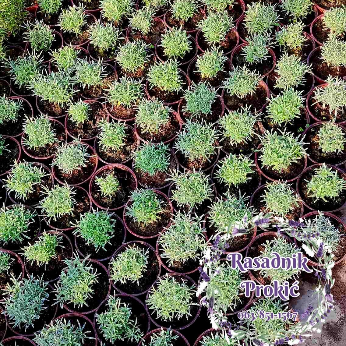 Rasadnik Prokić Sadnice