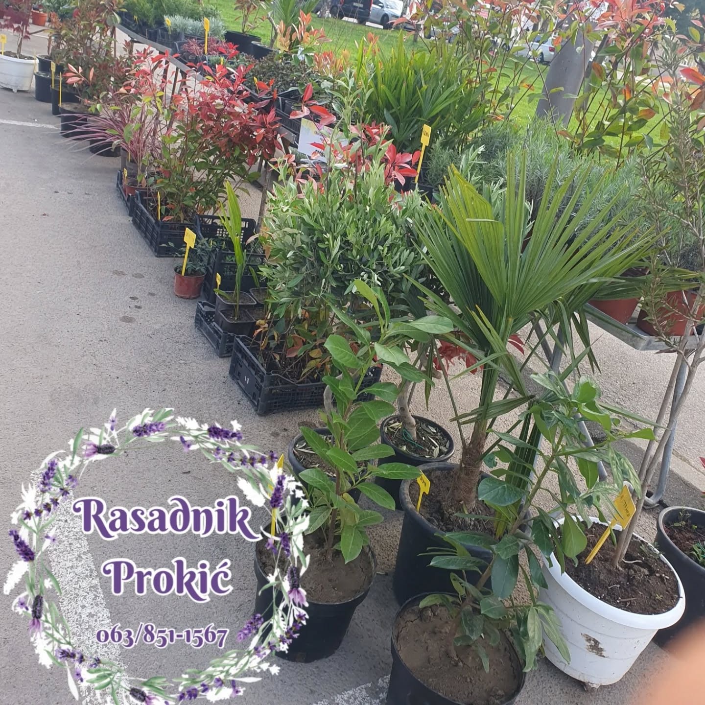 Rasadnik Prokić Sadnice