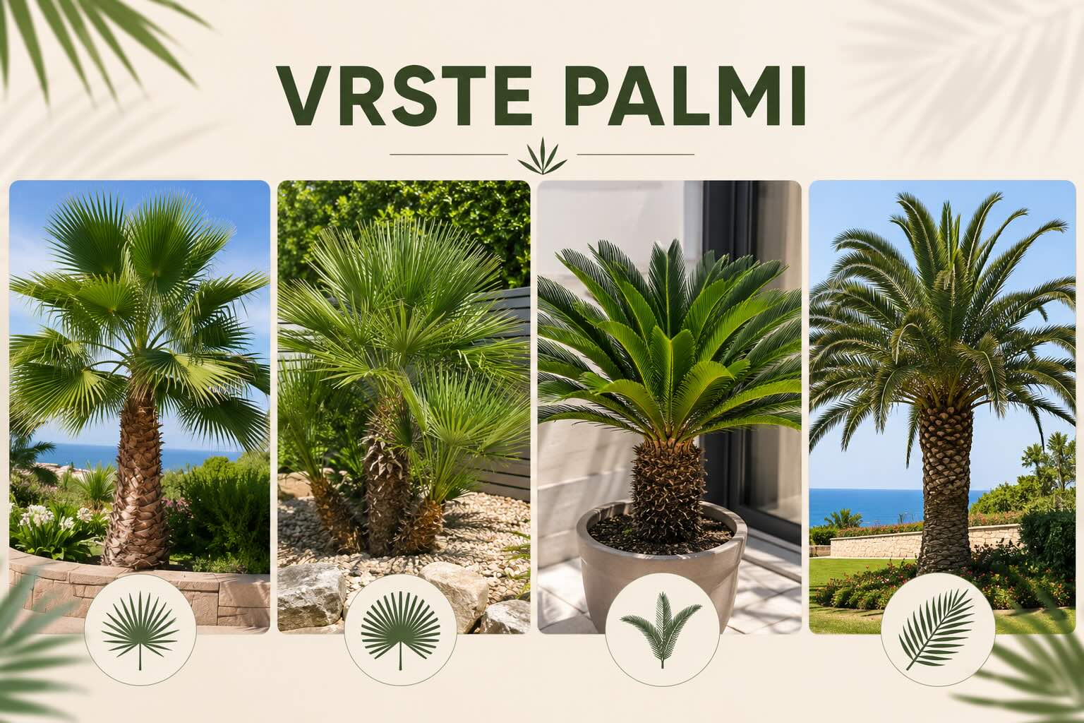 Vrste palmi – kako odabrati idealnu palmu za vaše dvorište, terasu ili enterijer