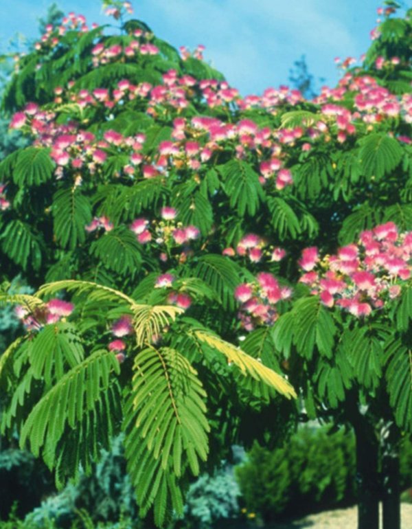 Albicija (kineska mimoza)