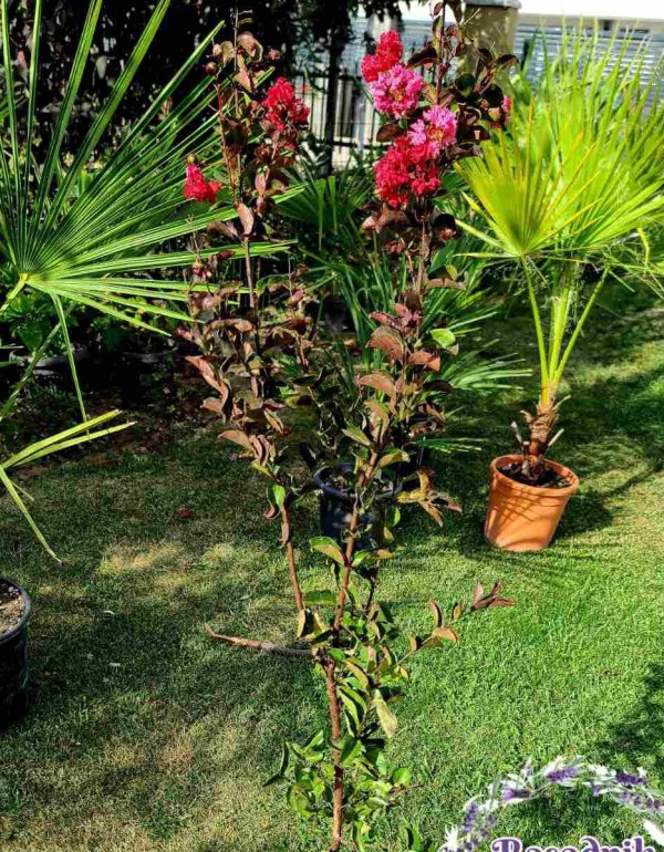 Indiski jorgovan crveni