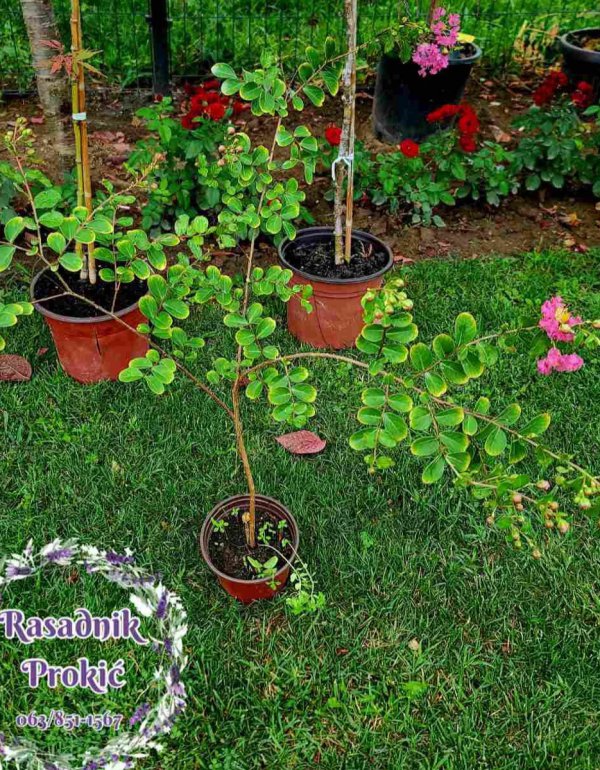 Indiski jorgovan rozi