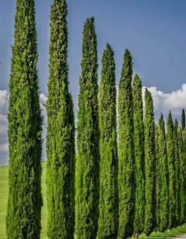 Italijanski Čempres