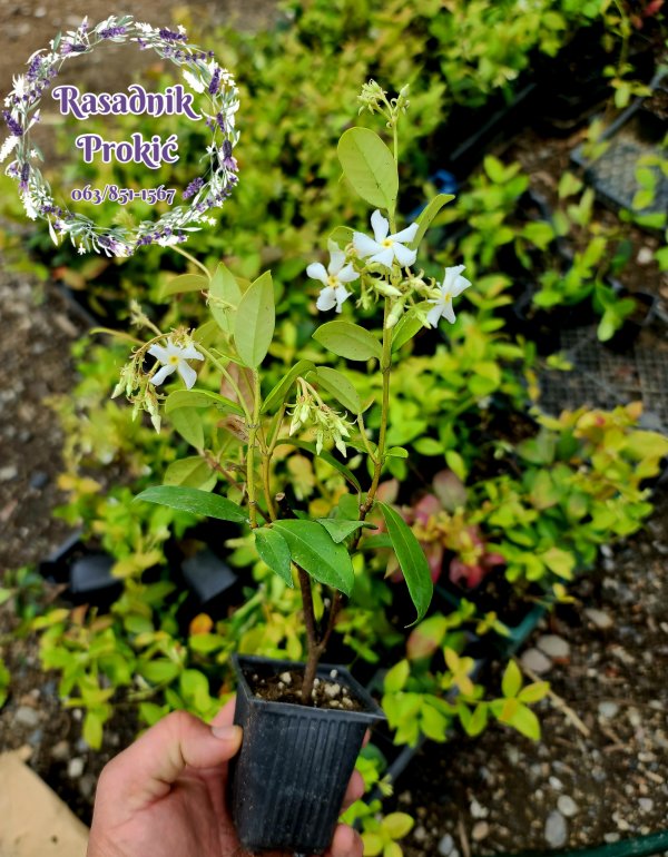 Jasmin (Jasminum officinale)