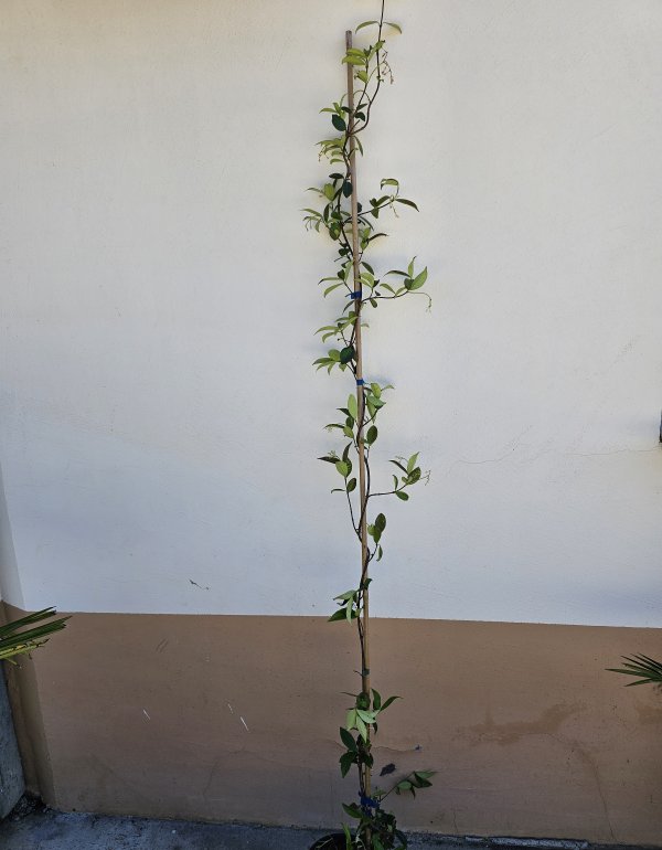 Jasmin (Jasminum officinale)