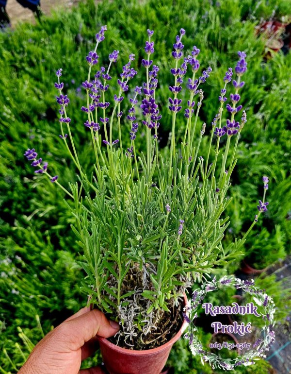 Lavanda Hidcote Blue (Lavandula angustifolia)