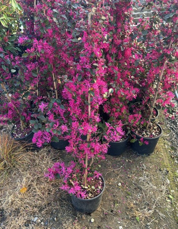 Loropetalum