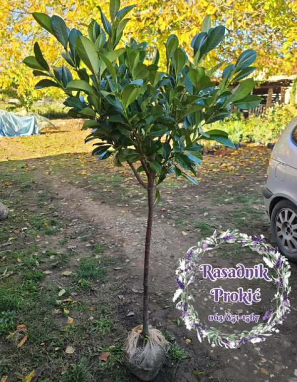 Lovor višnja na štapu