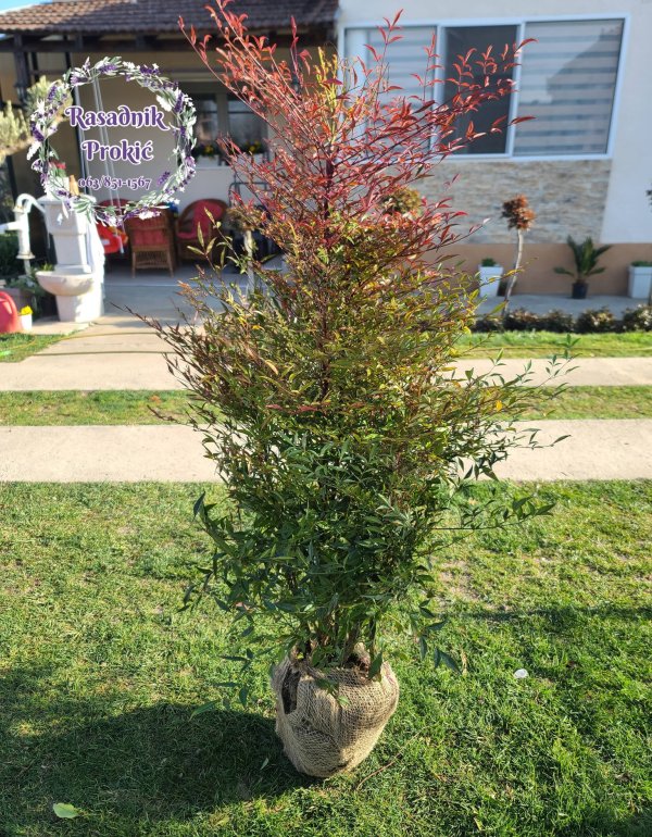 Nandina (Nebeski bambus)