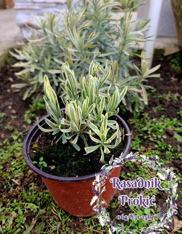 Šarenolisna Lavanda