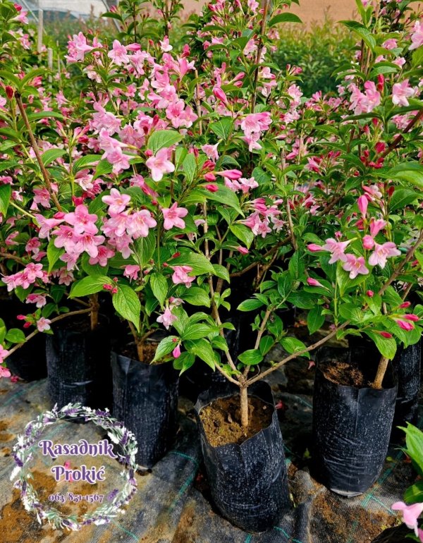 Vajgela (Weigela florida)